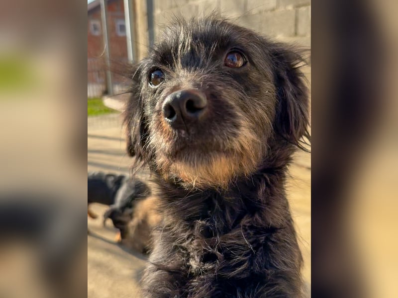 Zuckerschnauze RAMONA - bist du ihr Ticket ins Glück