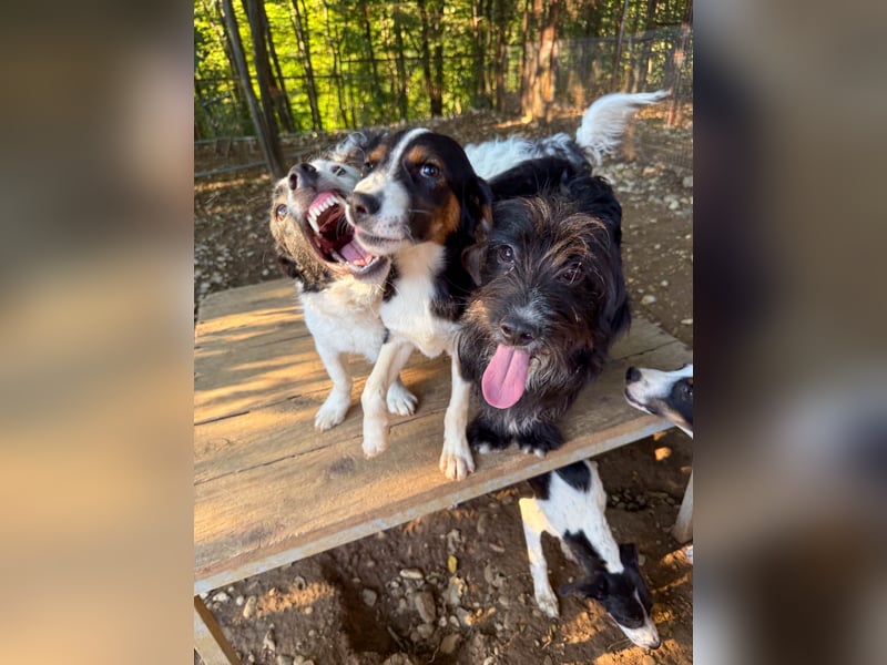 PUPIN, neugierig verspielt - bereit für viele Spiele- und Kuschelrunden