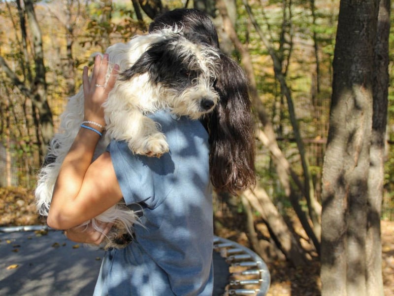 Traumprinz KELVIN ist ein fröhlicher und verspielter Hundebub
