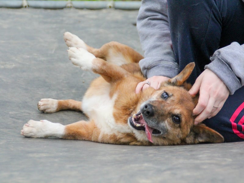 Kuckuck, zauberhafter AMON sucht liebevolle Familie Kuckuck, zauberhafter AMON sucht liebevolle Familie