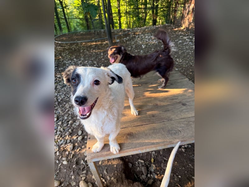 PUPIN, neugierig verspielt - bereit für viele Spiele- und Kuschelrunden