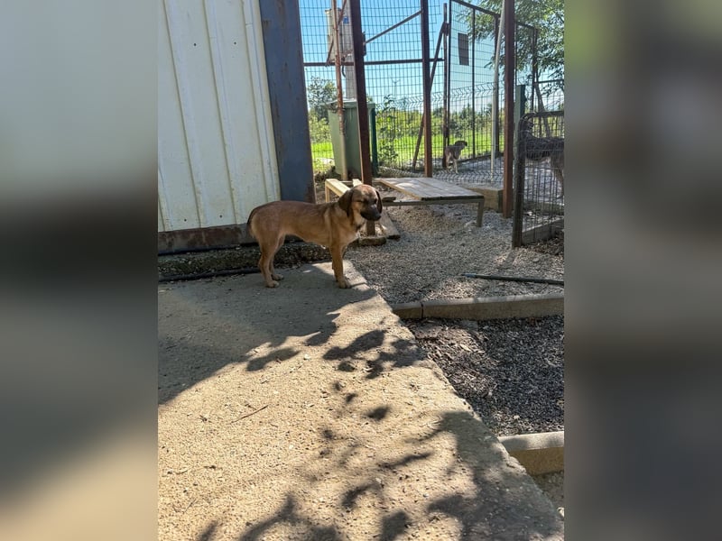 Schlaue ALMA sucht ein für immer Zuhause
