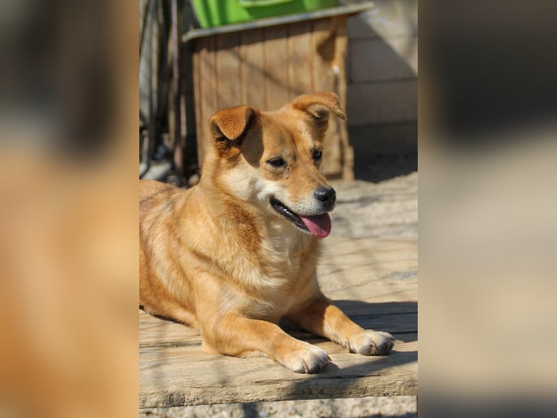 Kuschelfee SENA sucht Kuschelmenschen zum lieb haben