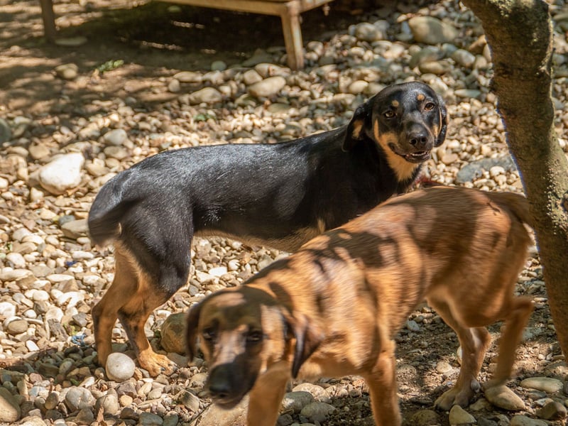 supersüße SMILLA möchte so gerne ihr eigenes zu Hause erschnüffeln