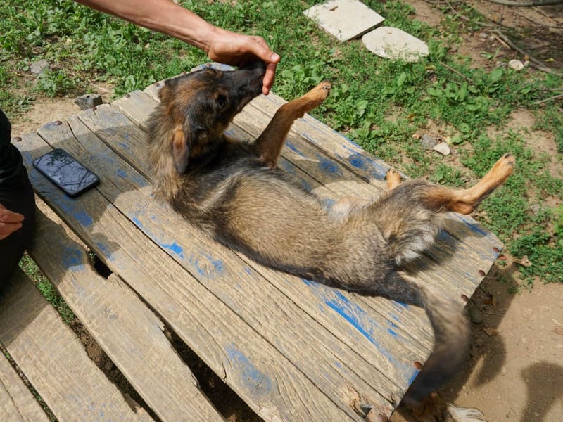 WELLA - rundum PERFEKT WELLA - rundum PERFEKT