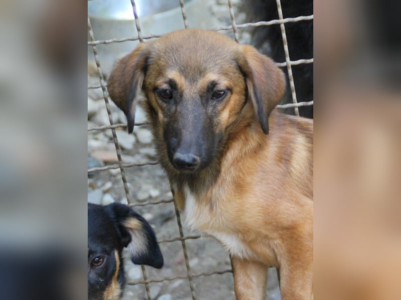 Schlaue ALMA sucht ein für immer Zuhause