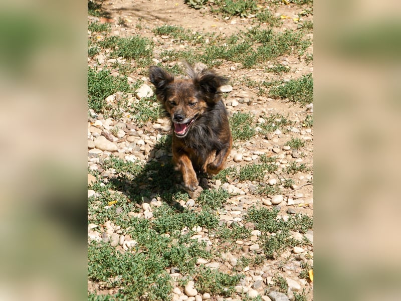 Kuckuck, wer schenkt Traumhündin EMILIJA ein liebevolles Zuhause? Kuckuck, wer schenkt Traumhündin EMILIJA ein liebevolles Zuhause?