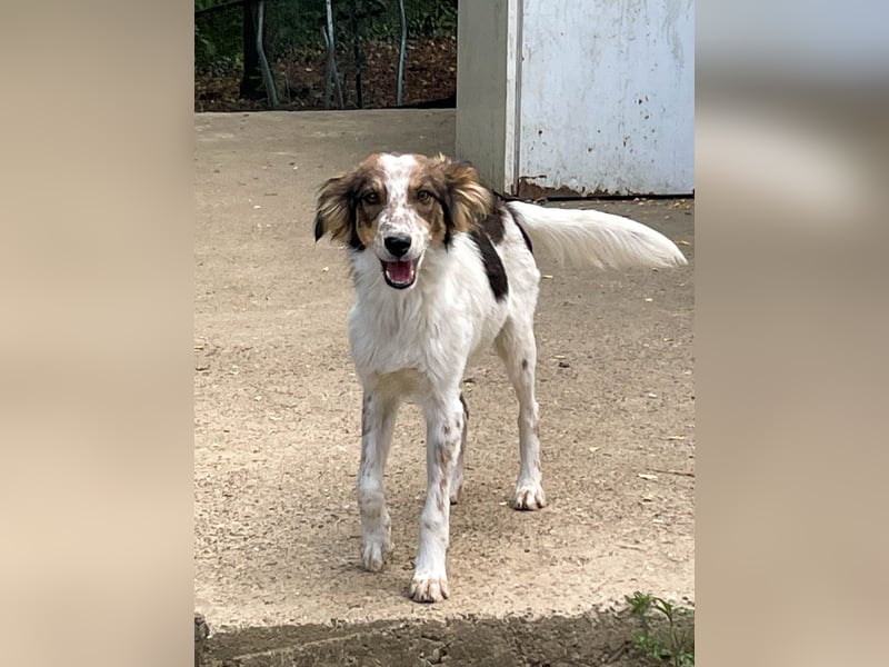 Zuckerschnute EMIL ist ein neugieriger und verspielter Hundebub Zuckerschnute EMIL ist ein neugieriger und verspielter Hundebub