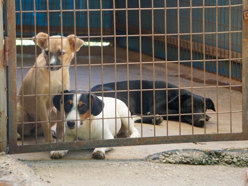 Niedliche SHONA will die Welt außerhalb des Tierheims kennenlernen! Vielleicht mit dir?