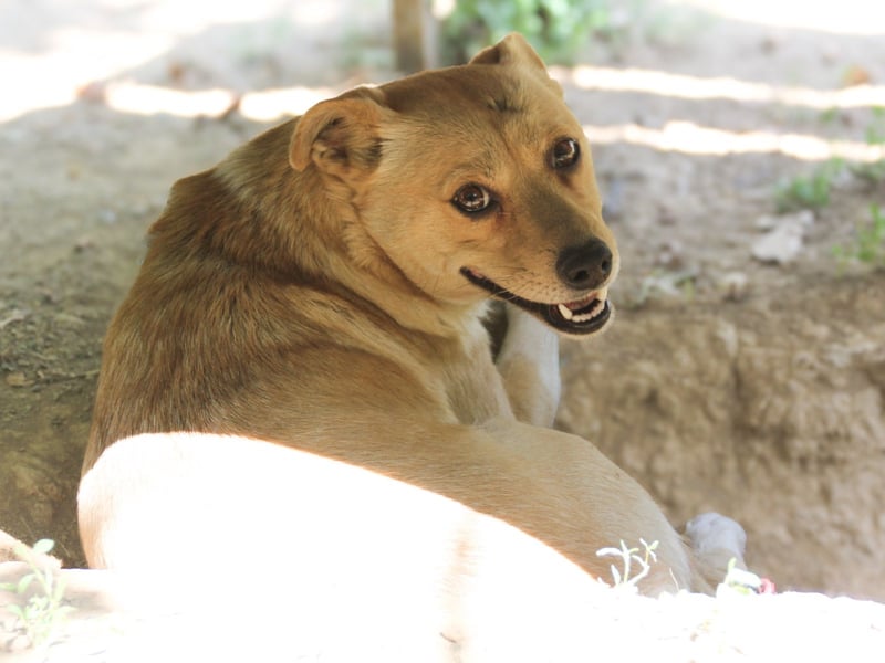 INESSA liebt die Nähe der Menschen sehr