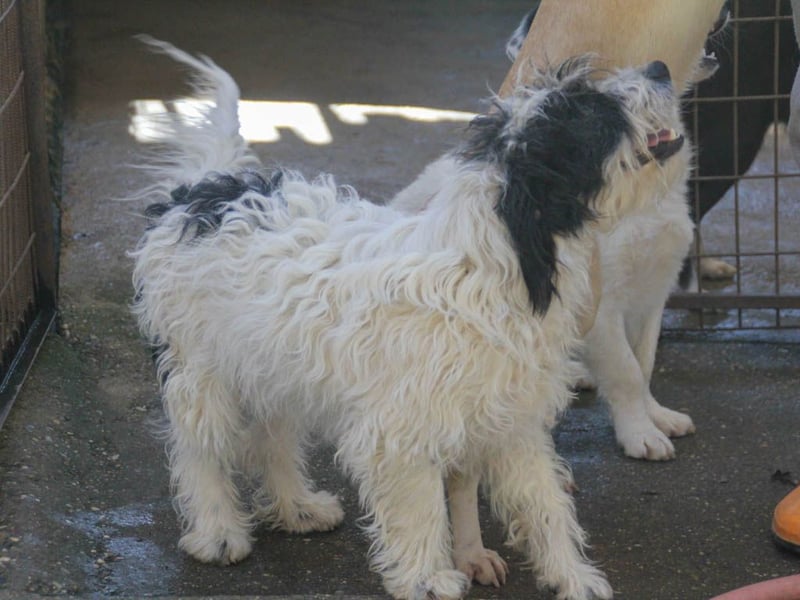 Traumprinz KELVIN ist ein fröhlicher und verspielter Hundebub