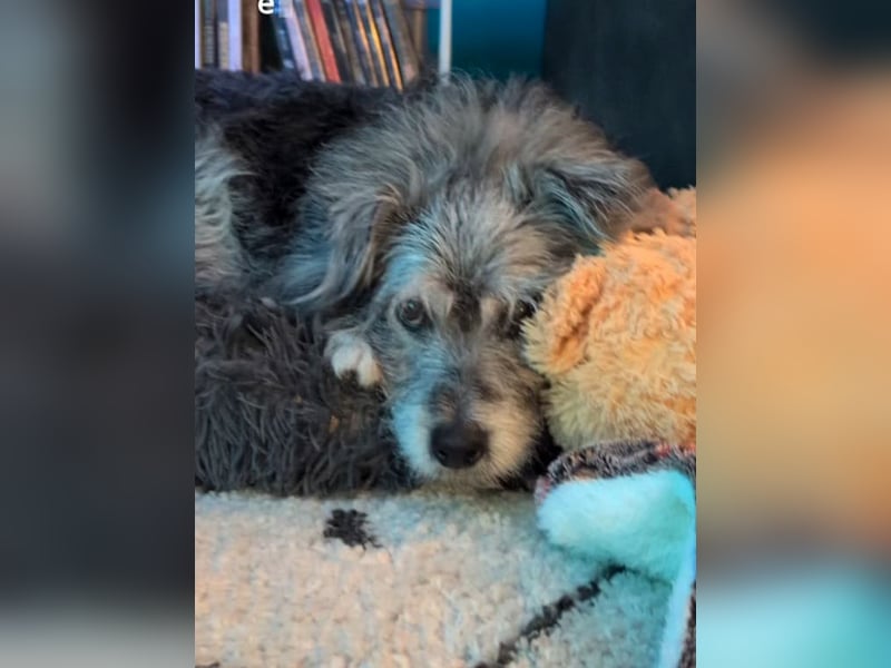 Verspielter Hunde-Opi BUDDY kann in 29413 Dähre kennengelernt werden