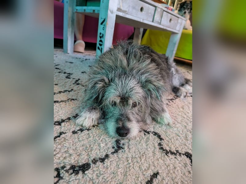Verspielter Hunde-Opi BUDDY kann in 29413 Dähre kennengelernt werden