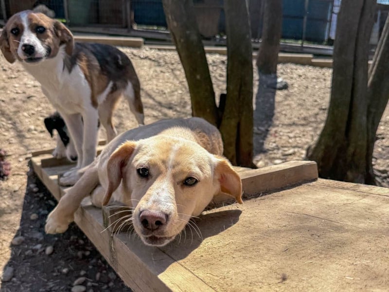 möchtest DU SASSY die Welt zeigen ?