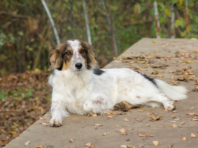 Zuckerschnute EMIL ist ein neugieriger und verspielter Hundebub