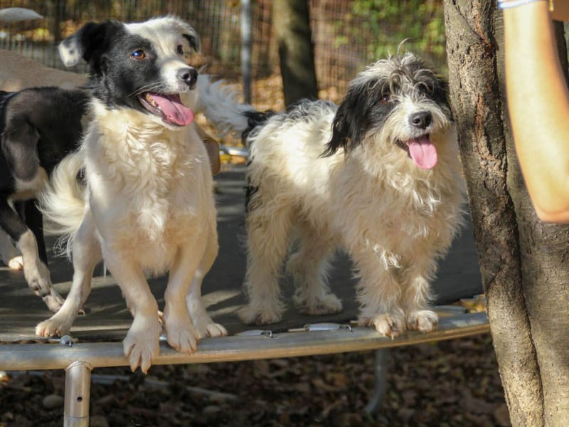 Traumprinz KELVIN ist ein fröhlicher und verspielter Hundebub