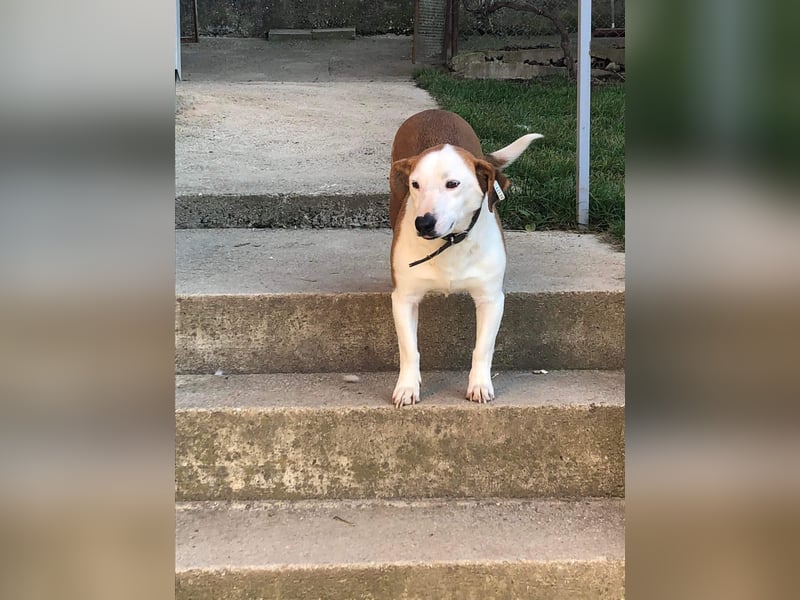 BEPI - Wer löst sein Ticket ins Glück und schenkt ihm ein liebevolles, ruhiges Zuhause