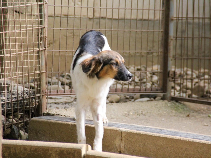 Zuckersüße JULIANA - ein Herz auf vier Pfoten