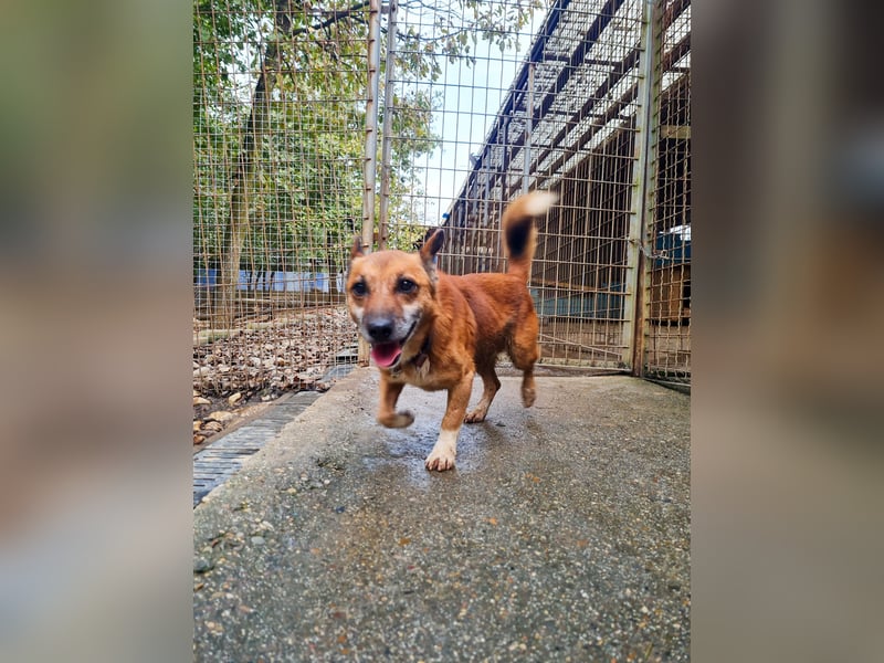 Kuckuck, zauberhafter AMON sucht liebevolle Familie Kuckuck, zauberhafter AMON sucht liebevolle Familie