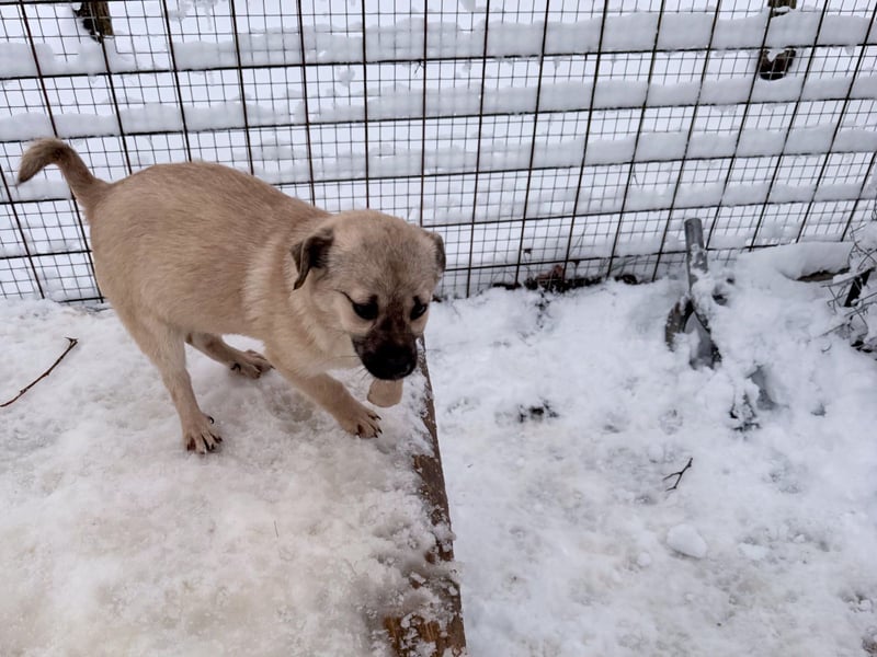 SMOKY kleine Schnauze - großes Herz zum Verlieben !