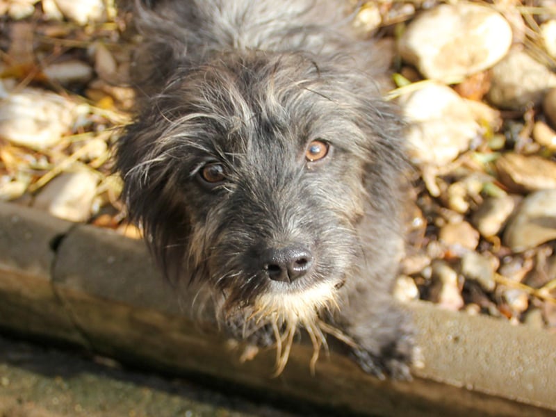 Freundlicher KAIRO möchte die Welt entdecken