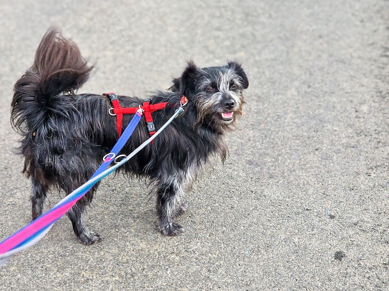 RAMONA, schon MAMA aber selbst noch auf der Suche nach Ihrem großen Glück - EIGENE HUNDEELTERN !