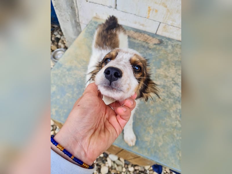 Zuckerschnute EMIL ist ein neugieriger und verspielter Hundebub