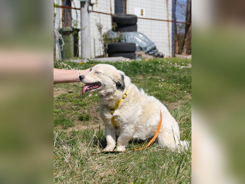 PUPIN einzigartig, lebensfroh - einfach PERFEKT !