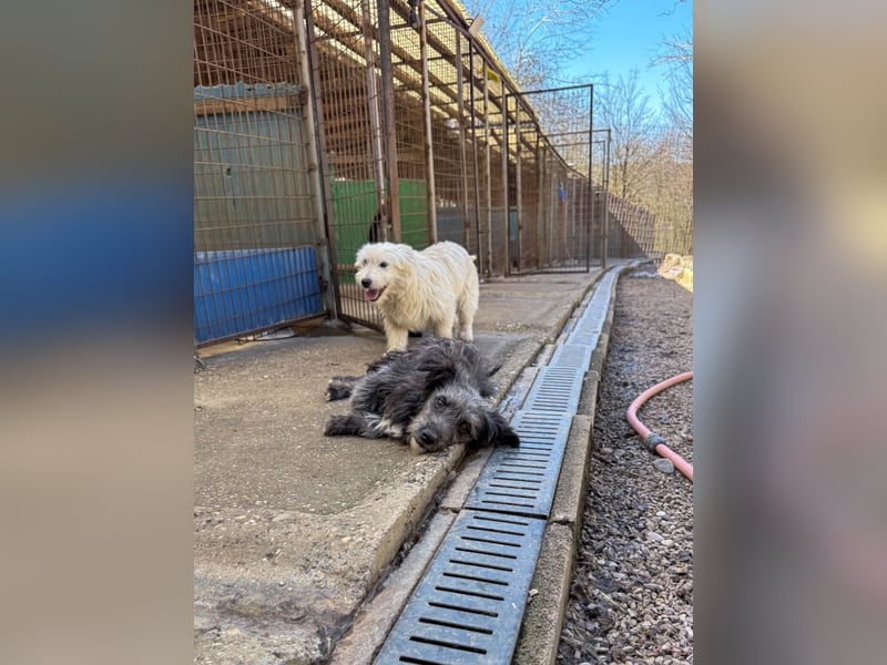 Fellknäul KEANU möchte endlich mit seiner eigenen Familie Kuscheln und Toben