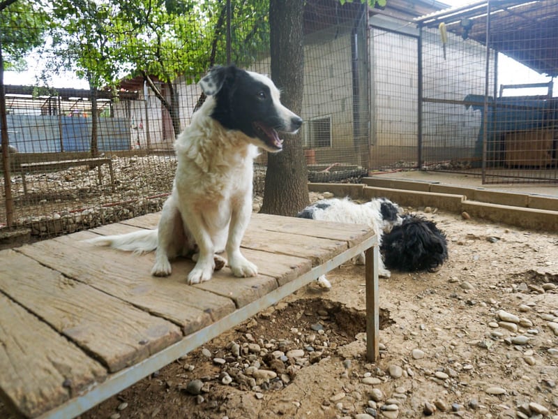 PUPIN, neugierig verspielt - bereit für viele Spiele- und Kuschelrunden