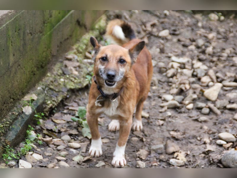 Kuckuck, zauberhafter AMON sucht liebevolle Familie Kuckuck, zauberhafter AMON sucht liebevolle Familie