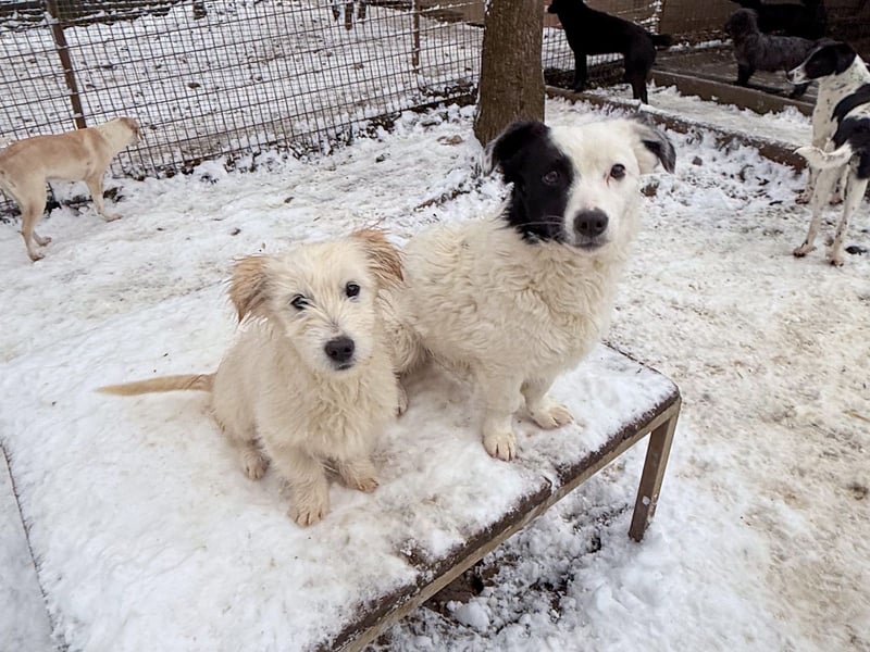 Zuckersüßer Hundebub KASPAR sucht liebevolles Zuhause
