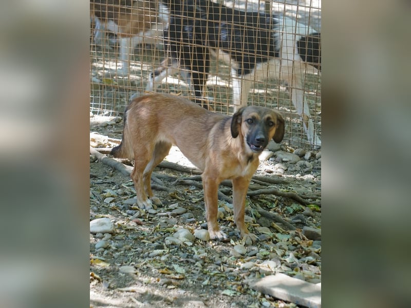 Hübsche ALMA sucht liebevolles Zuhause