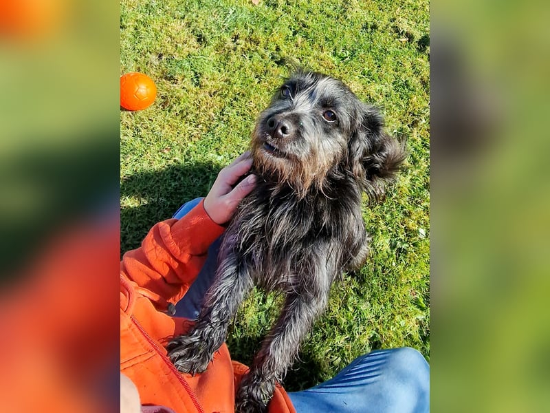 RAMONA, schon MAMA aber selbst noch auf der Suche nach Ihrem großen Glück - EIGENE HUNDEELTERN !