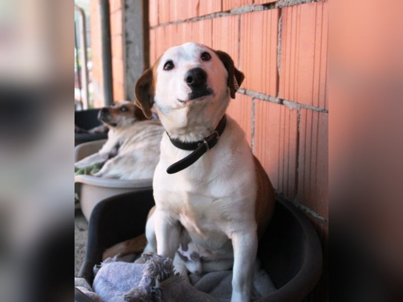 BEPI - Wer löst sein Ticket ins Glück und schenkt ihm ein liebevolles, ruhiges Zuhause BEPI - Wer löst sein Ticket ins Glück und schenkt ihm ein liebevolles, ruhiges Zuhause