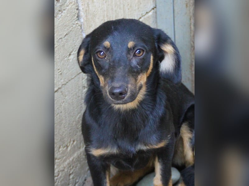 niedliche SMILLA - sucht ihren Herzensmensch niedliche SMILLA - sucht ihren Herzensmensch