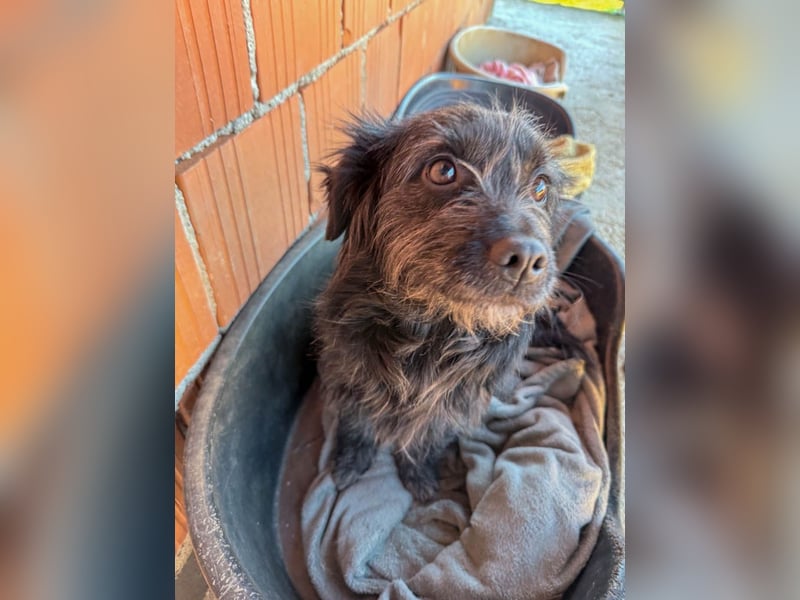 Zuckerschnauze RAMONA - bist du ihr Ticket ins Glück