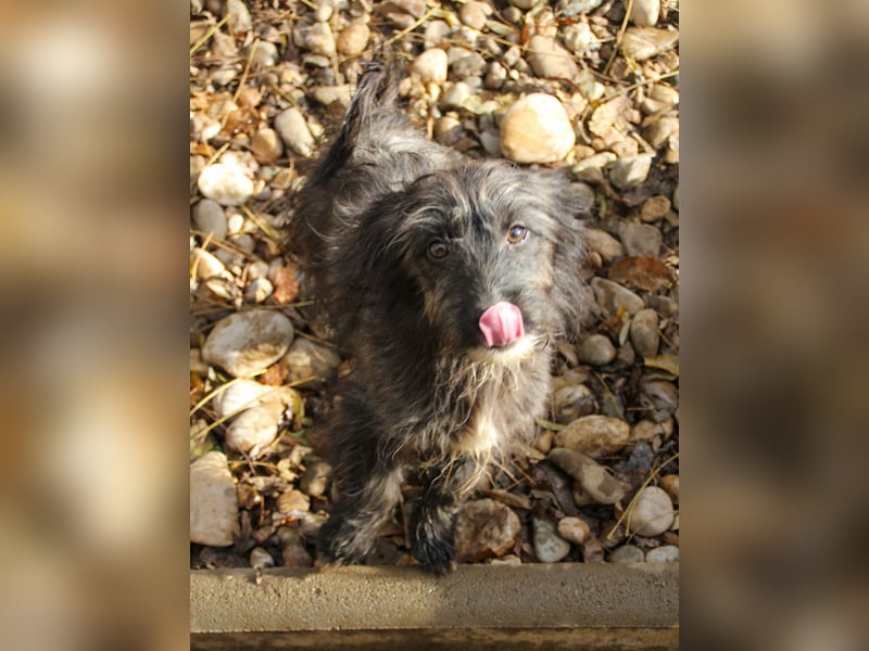 Freundlicher KAIRO möchte die Welt entdecken