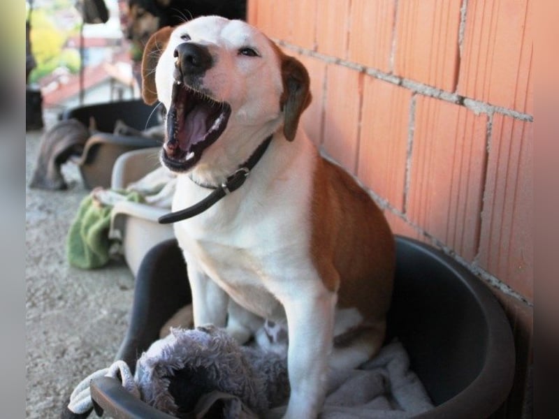 BEPI - Wer löst sein Ticket ins Glück und schenkt ihm ein liebevolles, ruhiges Zuhause