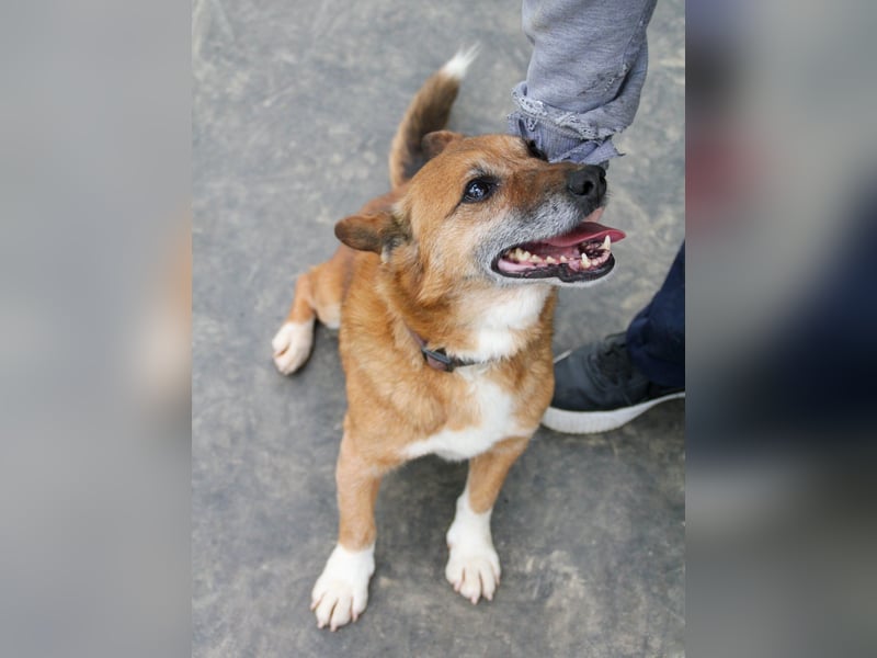 Kuckuck, zauberhafter AMON sucht liebevolle Familie Kuckuck, zauberhafter AMON sucht liebevolle Familie