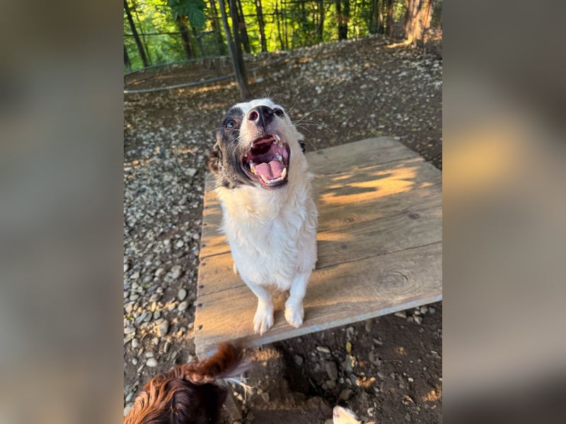 PUPIN, neugierig verspielt - bereit für viele Spiele- und Kuschelrunden