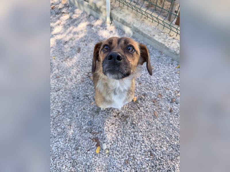 Schleckermaul MILLIE sucht nach ihren eigenen Leckerlispendern