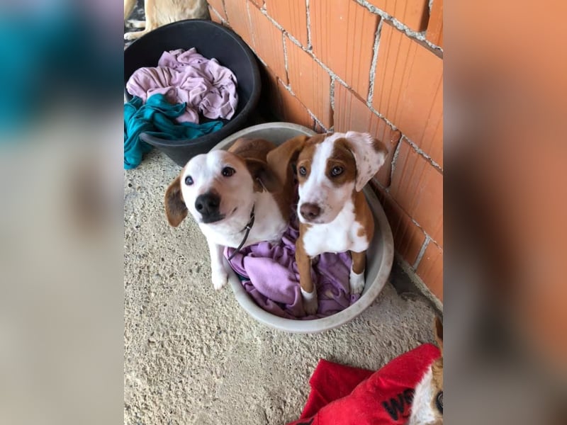 BEPI - Wer löst sein Ticket ins Glück und schenkt ihm ein liebevolles, ruhiges Zuhause BEPI - Wer löst sein Ticket ins Glück und schenkt ihm ein liebevolles, ruhiges Zuhause