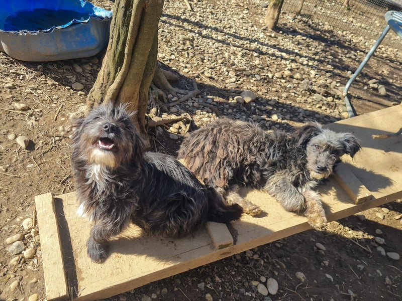 Wuschelkopf KEANU sucht Familie zum Spielen und Toben