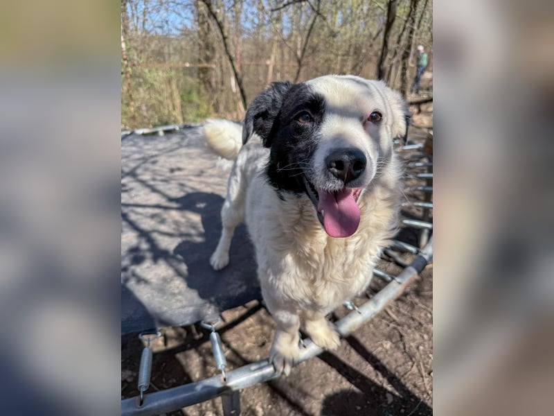 PUPIN einzigartig, lebensfroh - einfach PERFEKT !