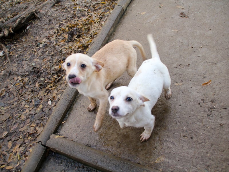 SKIPPER klein, frech, WUNDERBAR !