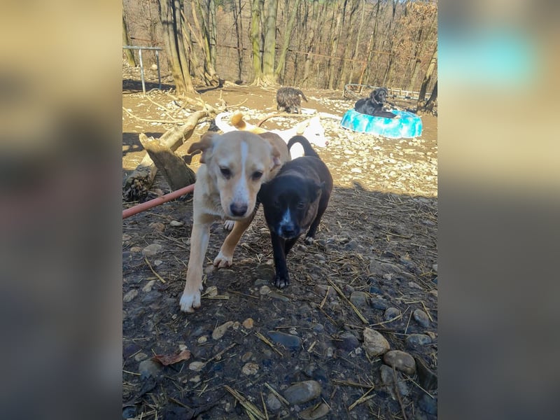 möchtest DU SASSY die Welt zeigen ?