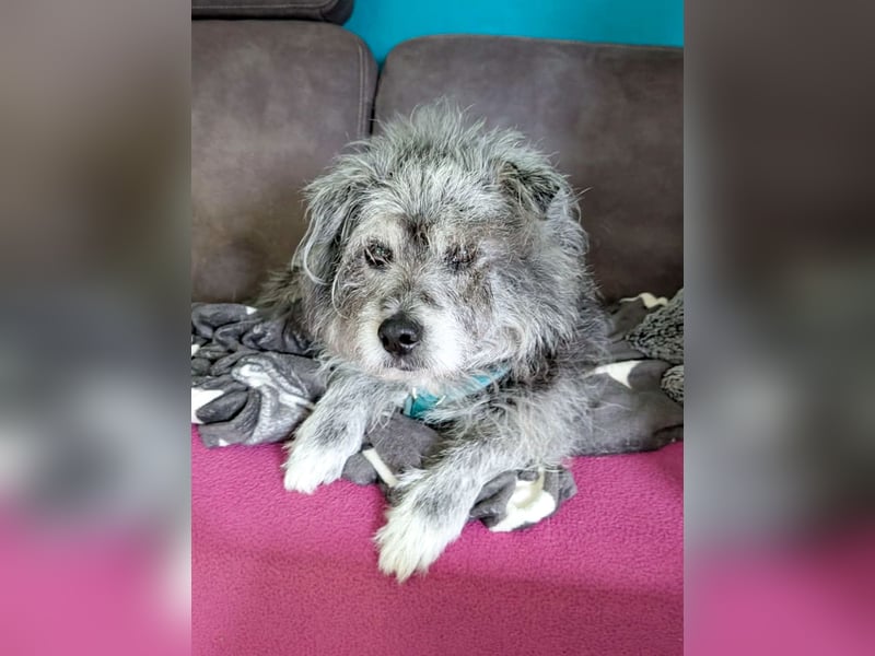 Verspielter Hunde-Opi BUDDY kann in 29413 Dähre kennengelernt werden