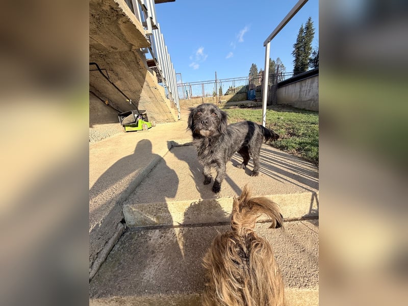 Zuckerschnauze RAMONA - bist du ihr Ticket ins Glück