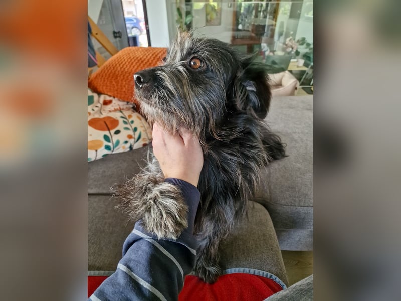 RAMONA, schon MAMA aber selbst noch auf der Suche nach Ihrem großen Glück - EIGENE HUNDEELTERN !